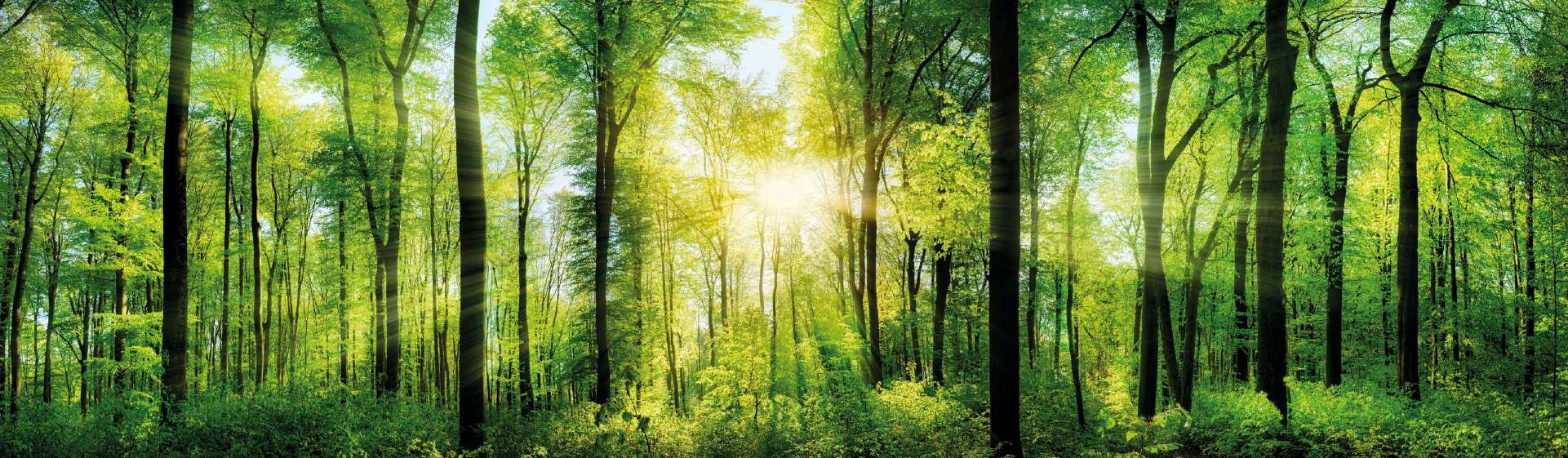 Sun shines in dense deciduous forest.