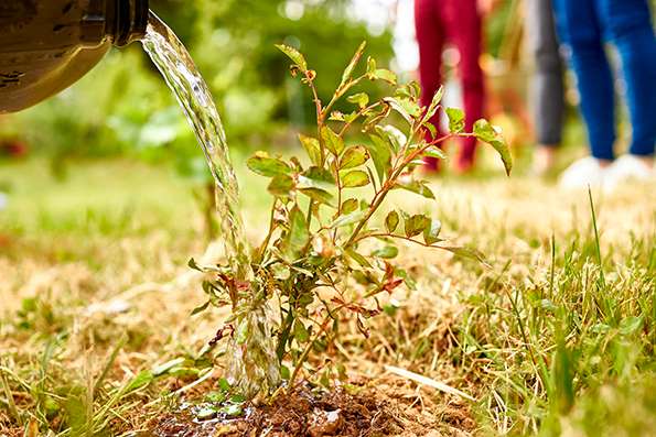 plante dans la nature nous arrosons.